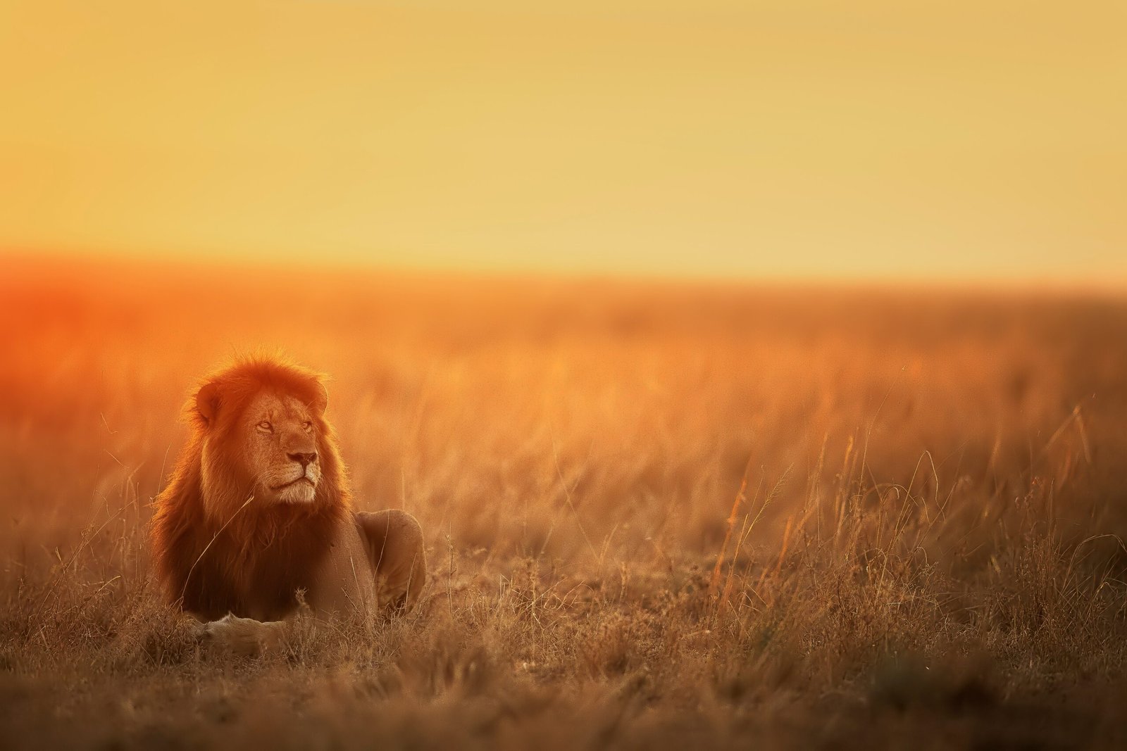 Why Morocco is Called Atlas Lions